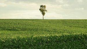 Single tree on the horizon of corn field