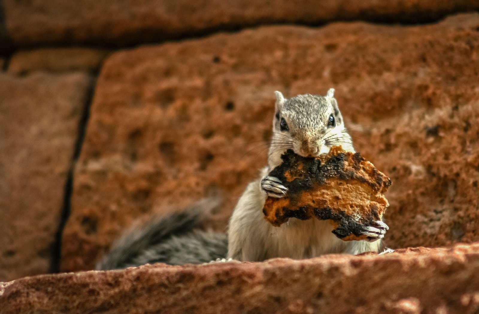 Would you eat grey squirrel lasagne? Borough Market restaurant Native thinks Londoners will